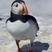 puffin_atlantic_msi_v_1863_can1485.jpg